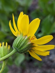 Arnica latifolia