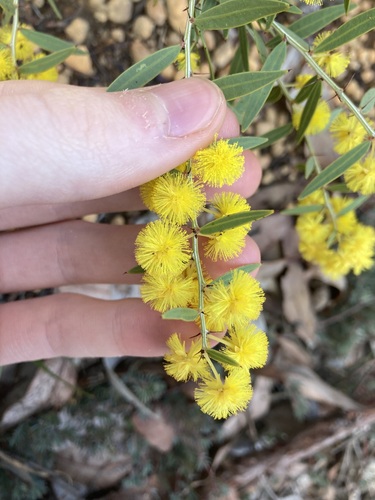Image of Acacia nervosa by (c) Thomas Mesaglio, some rights reserved (CC BY)