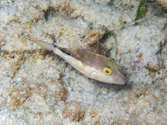 Canthigaster rostrata