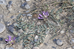 Astragalus laxmannii robustior