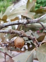 Disholcaspis quercusglobulus