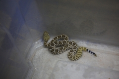 Crotalus atrox