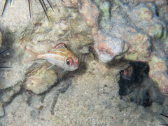 Neoniphon vexillarium