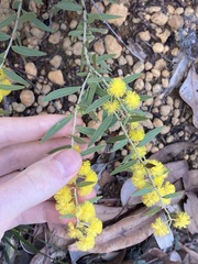Acacia nervosa