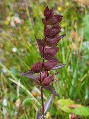 Rhinanthus minor