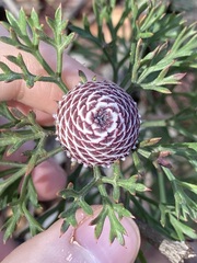 Isopogon crithmifolius