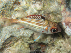Neoniphon vexillarium