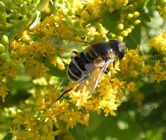 Eristalis stipator