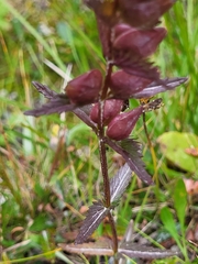 Rhinanthus minor
