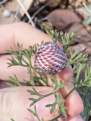 Isopogon crithmifolius