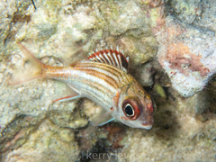 Neoniphon vexillarium