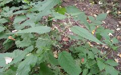 Urtica sondenii