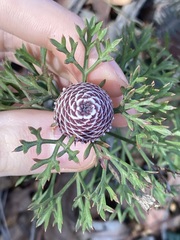 Isopogon crithmifolius