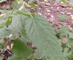 Urtica sondenii