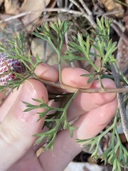 Isopogon crithmifolius