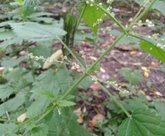 Urtica sondenii