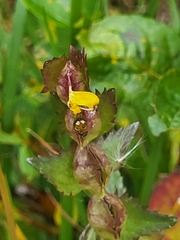 Rhinanthus minor