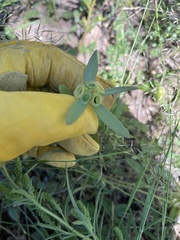 Portulaca umbraticola