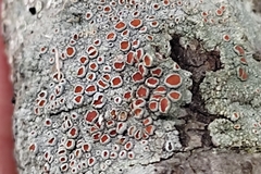 Haematomma persoonii