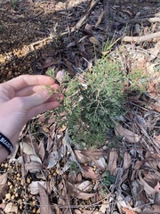 Isopogon crithmifolius