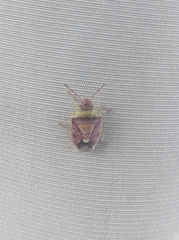 Heteroptera