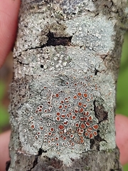 Haematomma persoonii