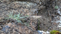Elymus elymoides