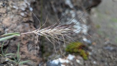 Elymus elymoides