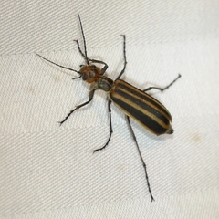 Epicauta vittata