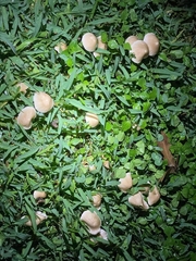 Candolleomyces
