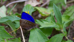 Arhopala centaurus