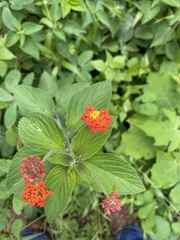 Lantana camara