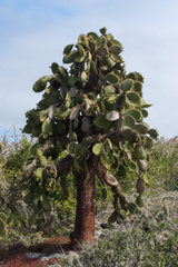 Opuntia galapageia