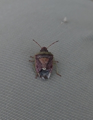 Heteroptera