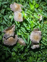Candolleomyces