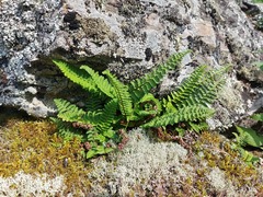 Dryopteris fragrans