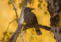 Nucifraga caryocatactes