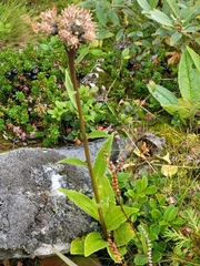 Saussurea alpina