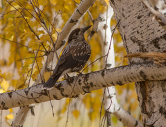 Nucifraga caryocatactes