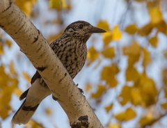 Nucifraga caryocatactes