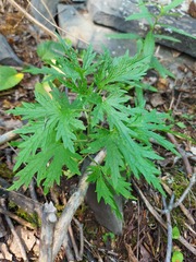 Urtica cannabina