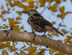 Nucifraga caryocatactes