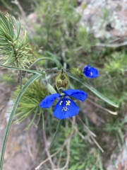 Commelina dianthifolia