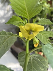 Physalis philadelphica