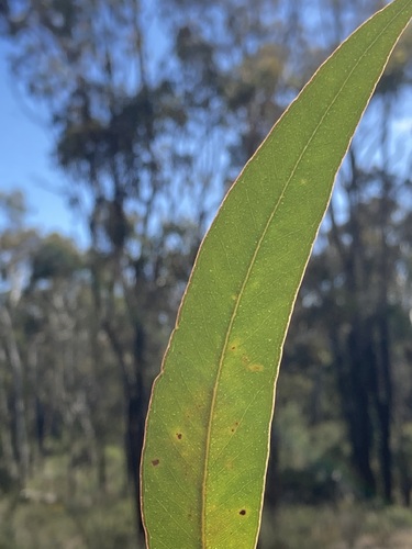 Image of Eucalyptus patens by (c) Thomas Mesaglio, some rights reserved (CC BY)