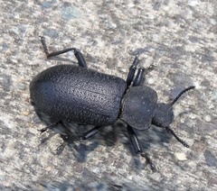 Iphthiminus serratus