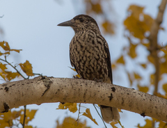 Nucifraga caryocatactes