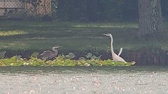 Ardea herodias occidentalis