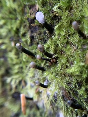 Holwaya mucida