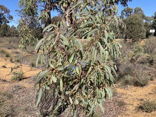 Image of Eucalyptus patens by (c) Thomas Mesaglio, some rights reserved (CC BY)